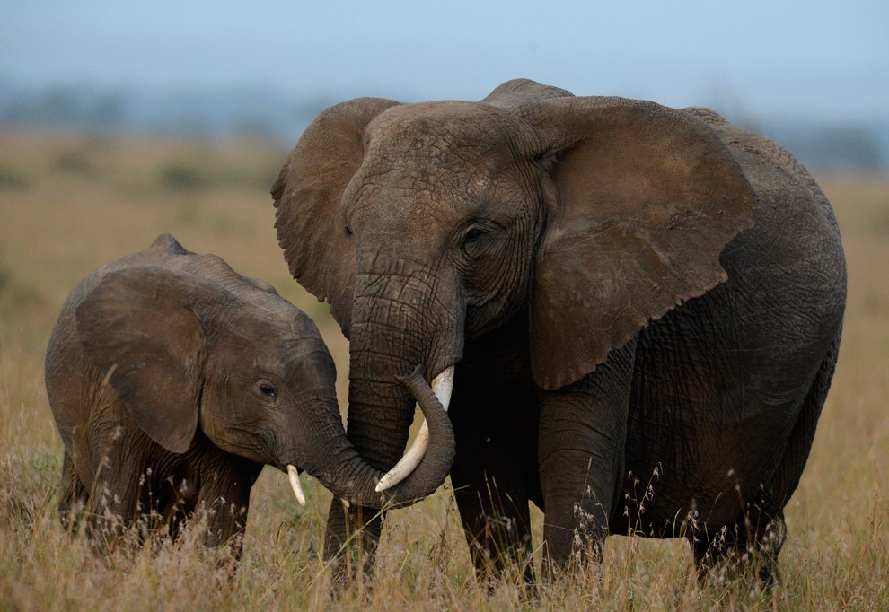 Африканское сафари