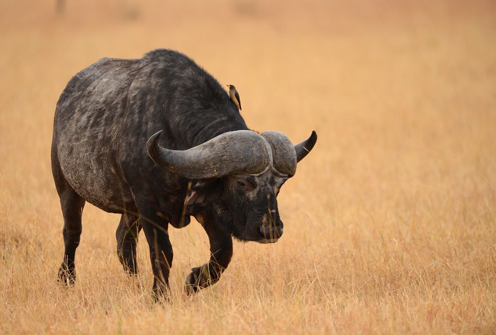 Африканское сафари