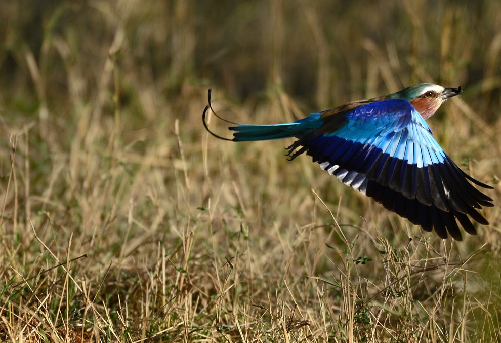 Африканское сафари