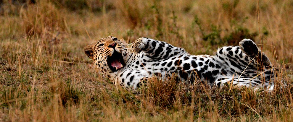 Африканское сафари