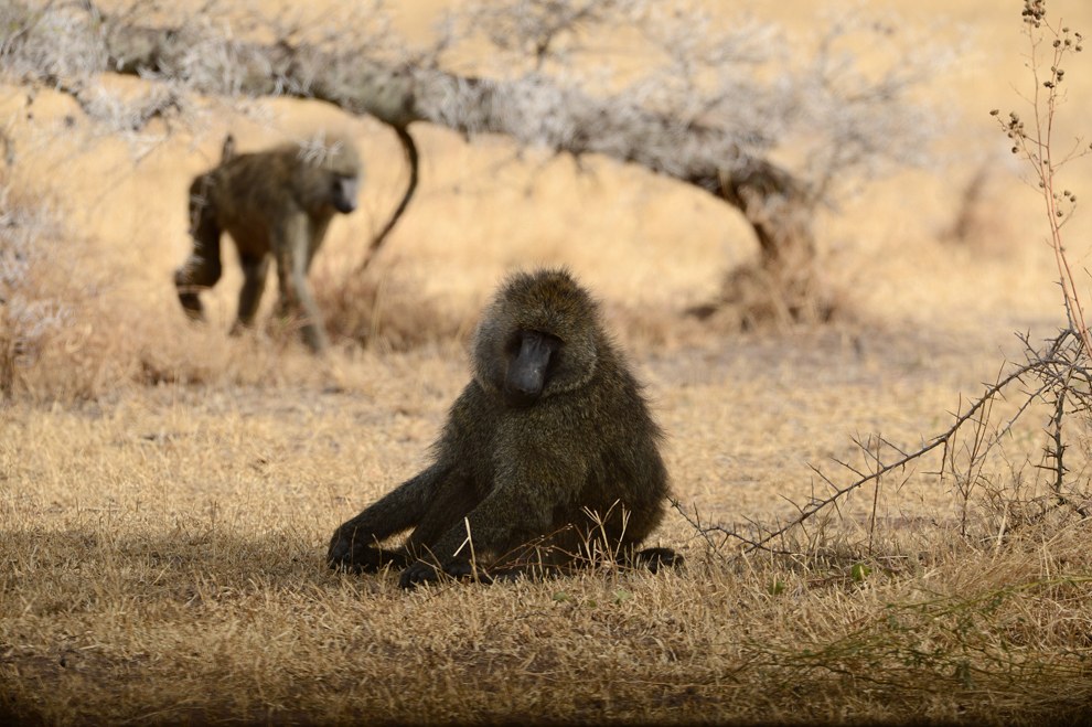 Африканское сафари