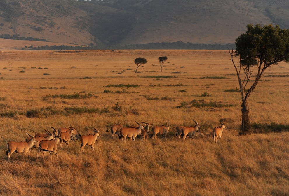 Африканское сафари