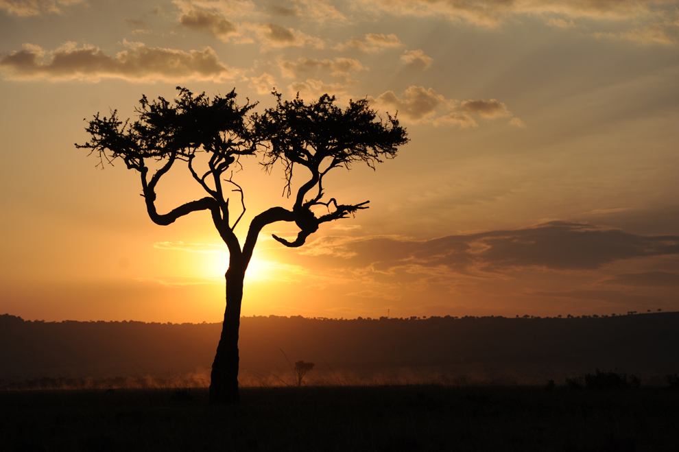 Африканское сафари