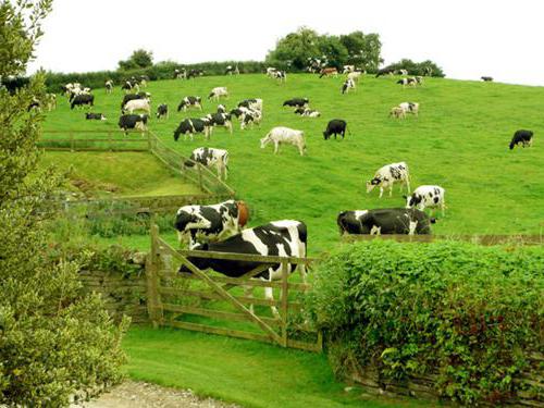 Подробно о категориях мясных продуктов Подробно о категориях мясных продуктов