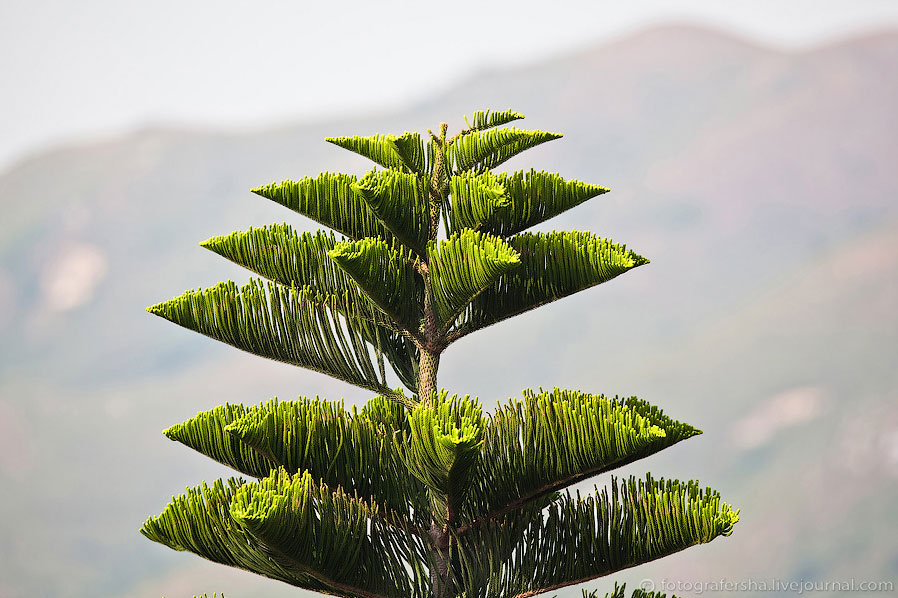 Большой Будда Большой Будда