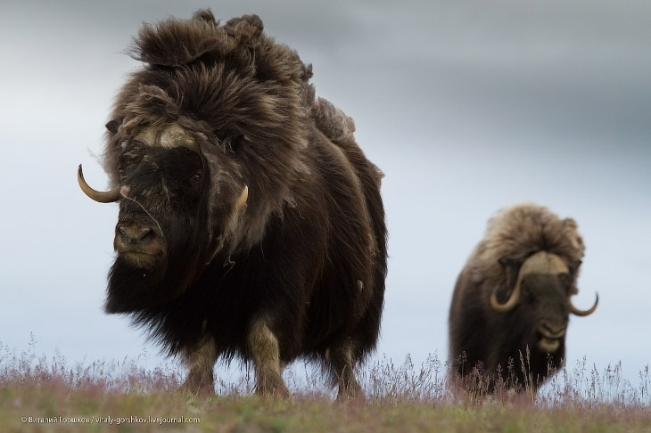 «Мамонты» на реке Мамонта «Мамонты» на реке Мамонта