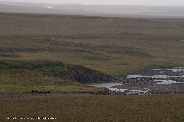 «Мамонты» на реке Мамонта «Мамонты» на реке Мамонта