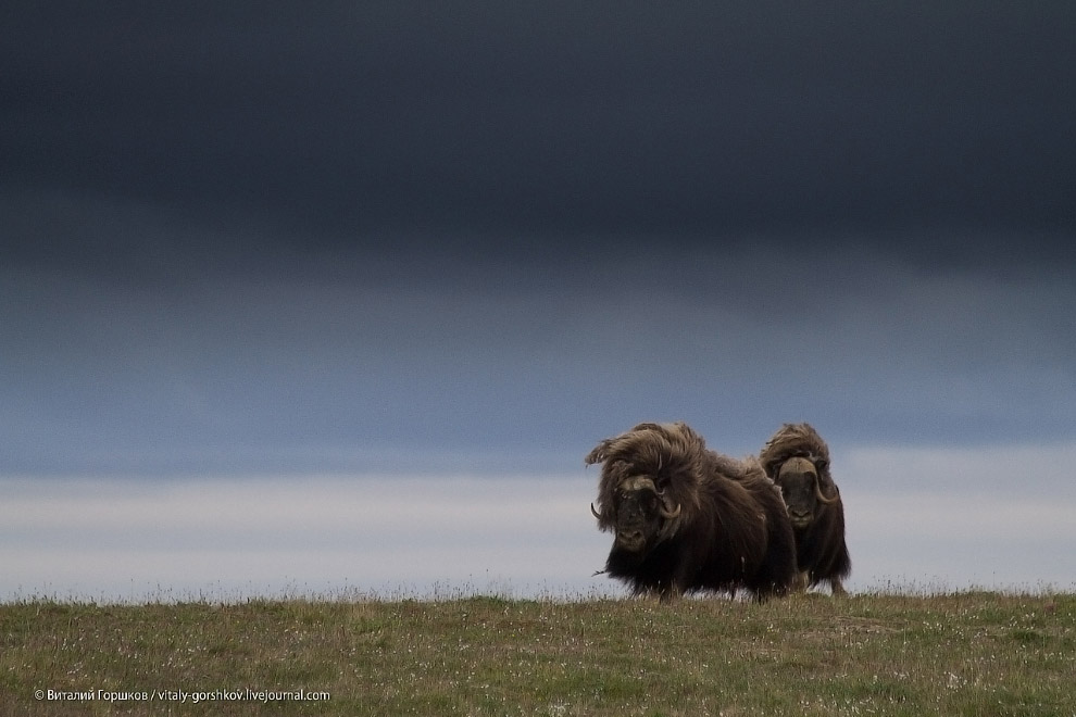 «Мамонты» на реке Мамонта «Мамонты» на реке Мамонта