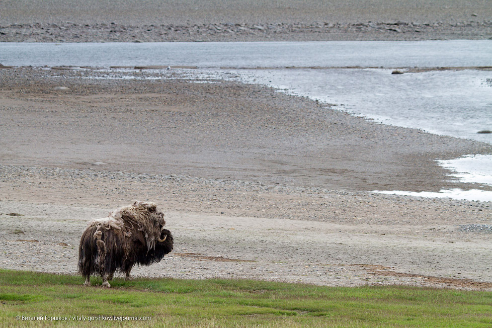 «Мамонты» на реке Мамонта «Мамонты» на реке Мамонта