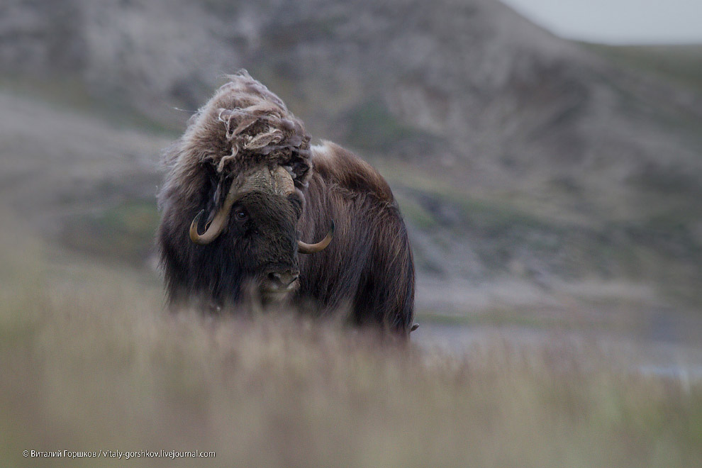 «Мамонты» на реке Мамонта «Мамонты» на реке Мамонта