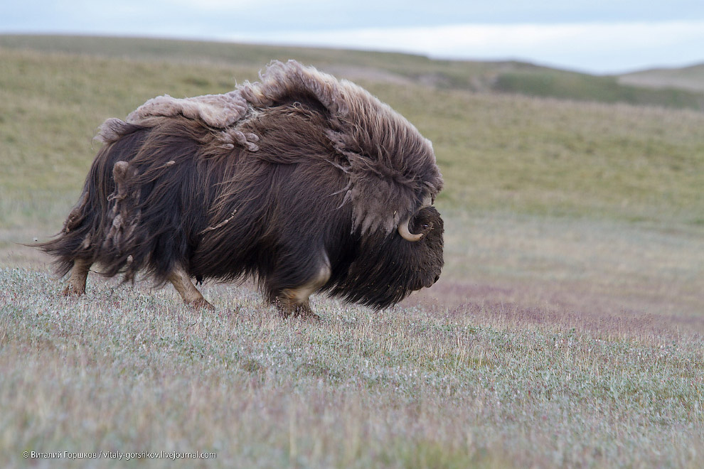 «Мамонты» на реке Мамонта «Мамонты» на реке Мамонта