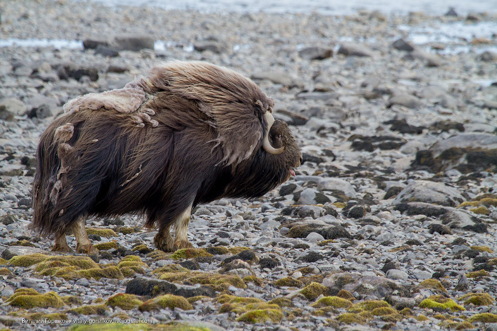 «Мамонты» на реке Мамонта «Мамонты» на реке Мамонта