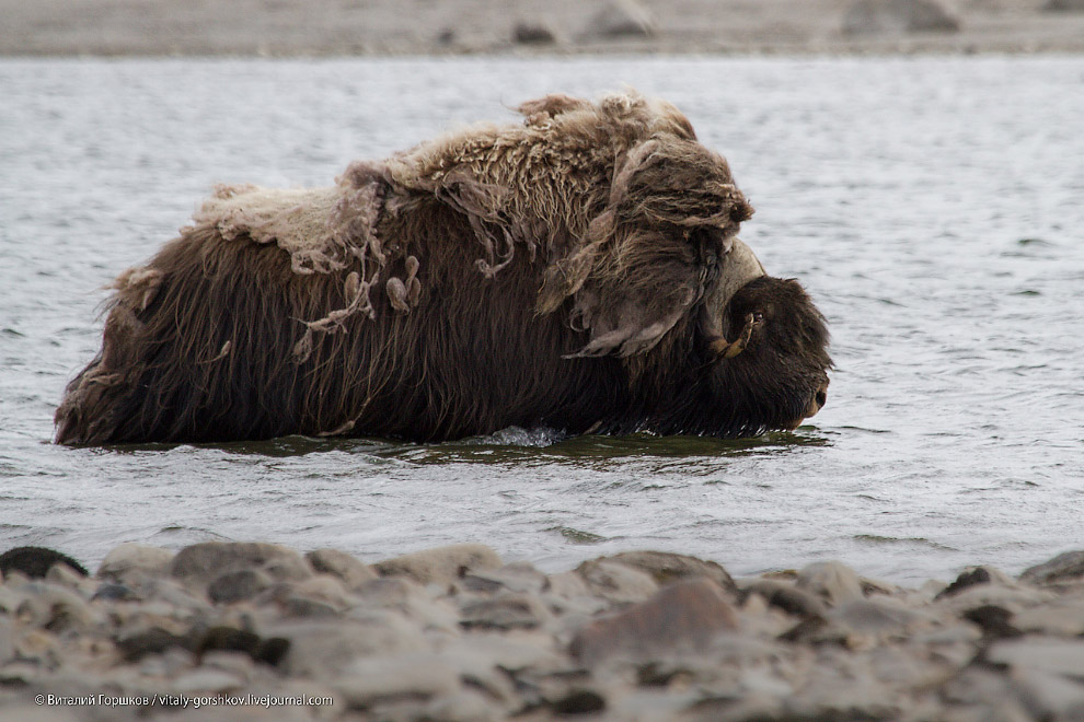 «Мамонты» на реке Мамонта «Мамонты» на реке Мамонта