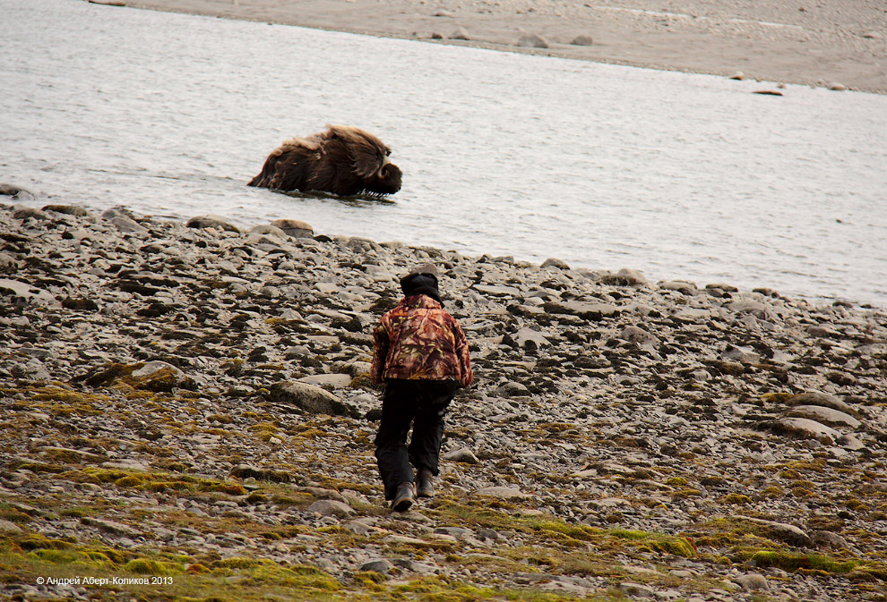 «Мамонты» на реке Мамонта «Мамонты» на реке Мамонта