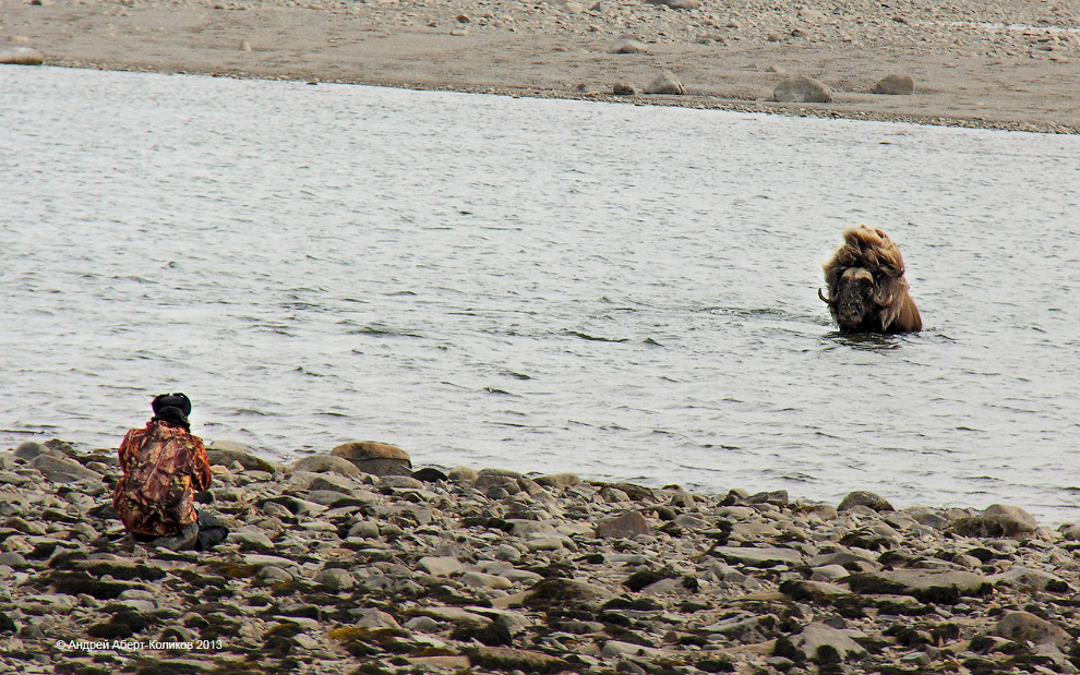 «Мамонты» на реке Мамонта «Мамонты» на реке Мамонта