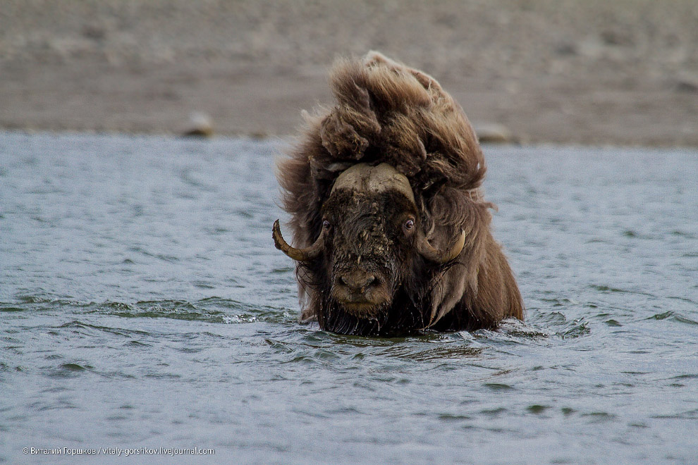 «Мамонты» на реке Мамонта «Мамонты» на реке Мамонта
