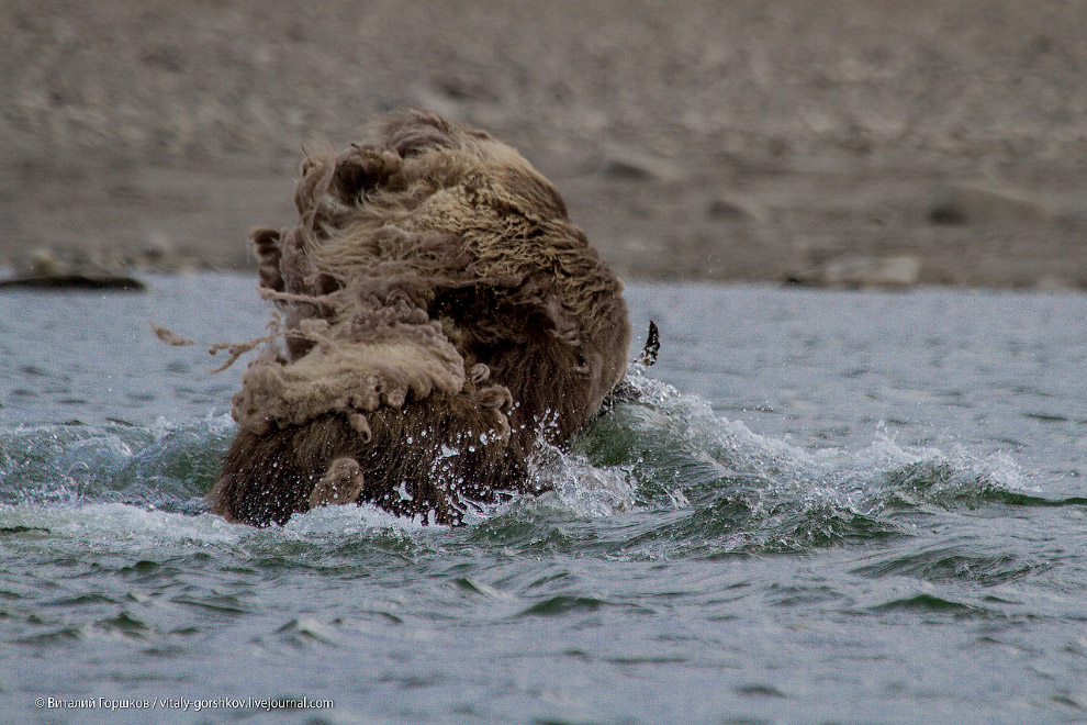 «Мамонты» на реке Мамонта «Мамонты» на реке Мамонта