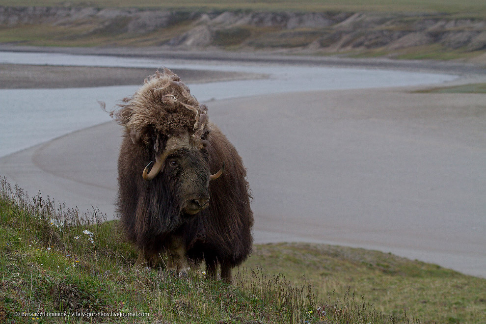 «Мамонты» на реке Мамонта «Мамонты» на реке Мамонта