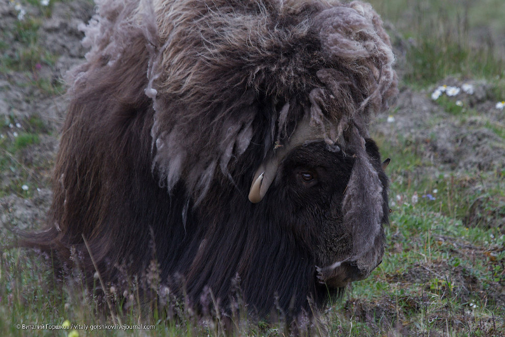 «Мамонты» на реке Мамонта «Мамонты» на реке Мамонта