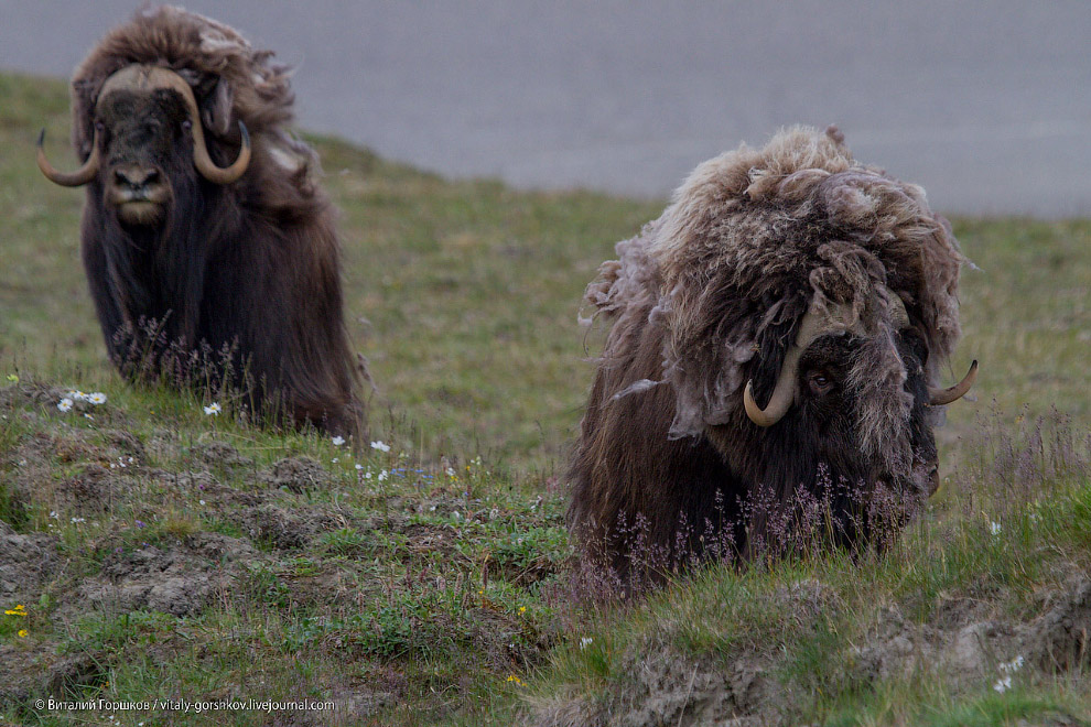 «Мамонты» на реке Мамонта «Мамонты» на реке Мамонта