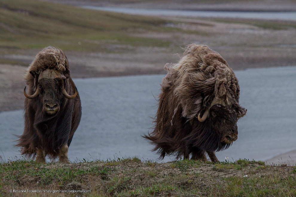«Мамонты» на реке Мамонта «Мамонты» на реке Мамонта