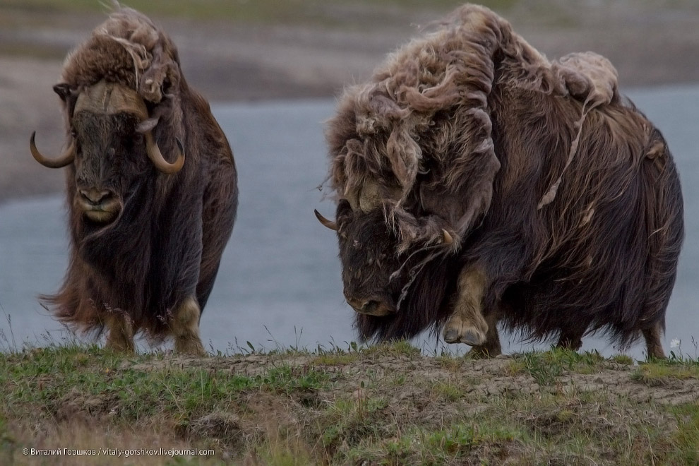 «Мамонты» на реке Мамонта «Мамонты» на реке Мамонта