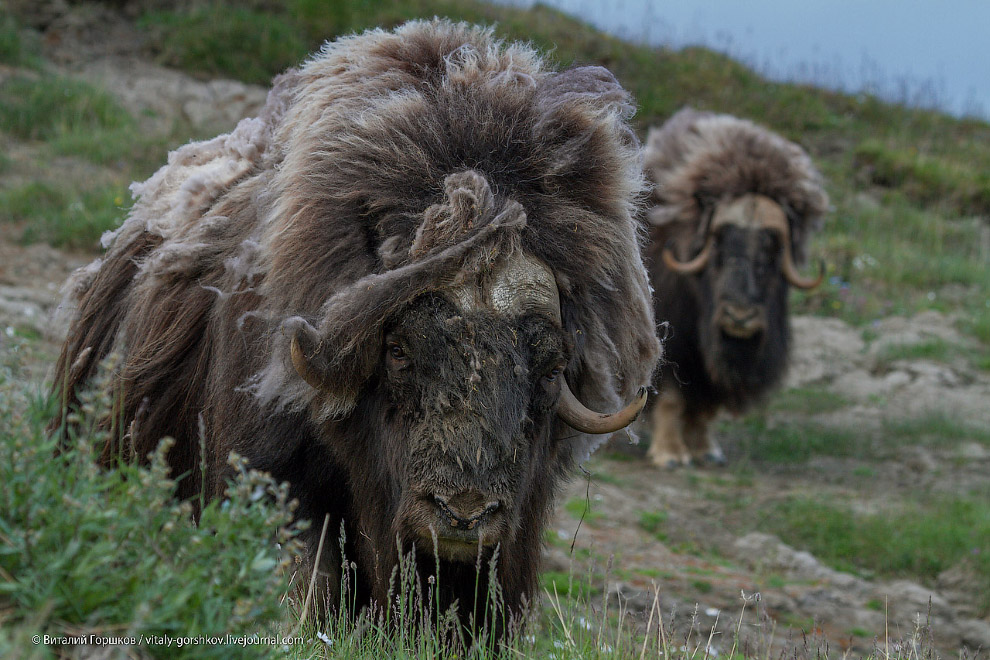 «Мамонты» на реке Мамонта «Мамонты» на реке Мамонта