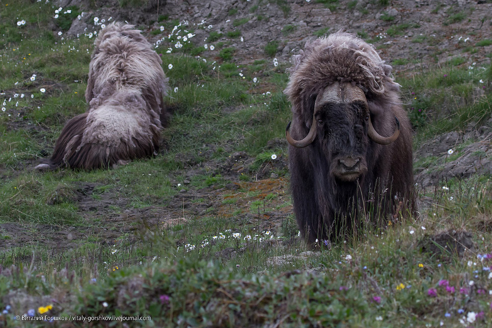 «Мамонты» на реке Мамонта «Мамонты» на реке Мамонта