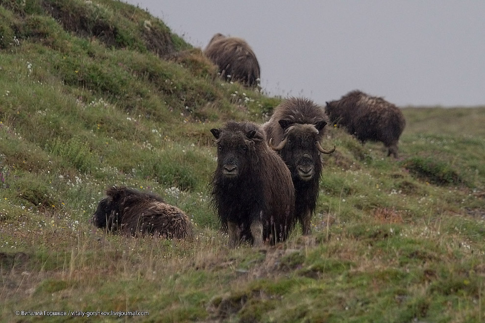 «Мамонты» на реке Мамонта «Мамонты» на реке Мамонта