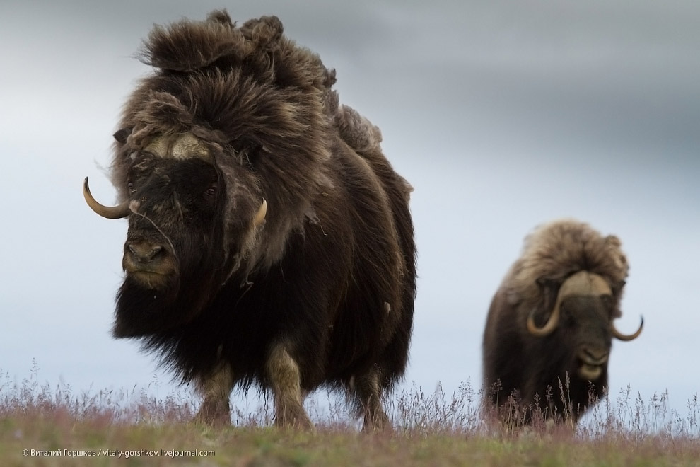 «Мамонты» на реке Мамонта «Мамонты» на реке Мамонта