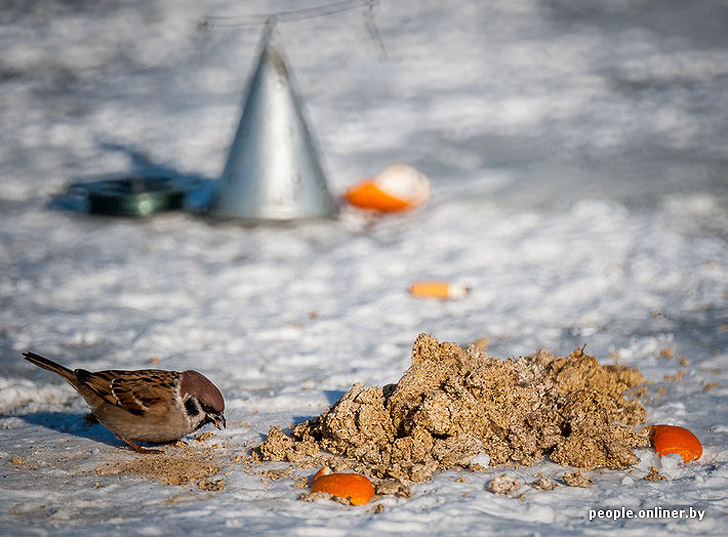 Тест на настоящего мужика: репортаж с зимней рыбалки на Минском море Тест на настоящего мужика: репортаж с зимней рыбалки на Минском море