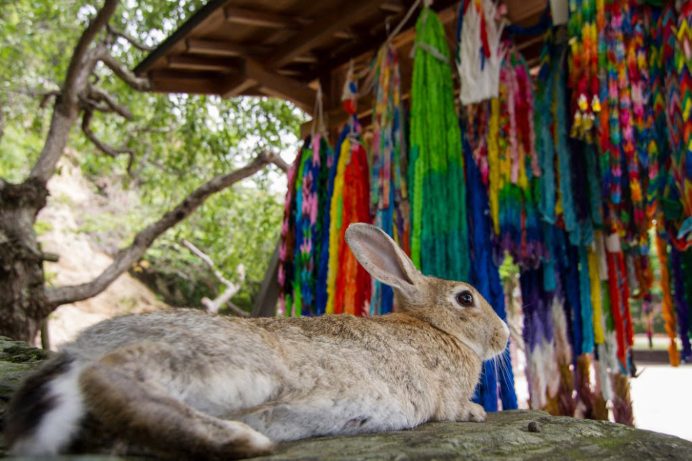 Тайны Острова кроликов в Японии