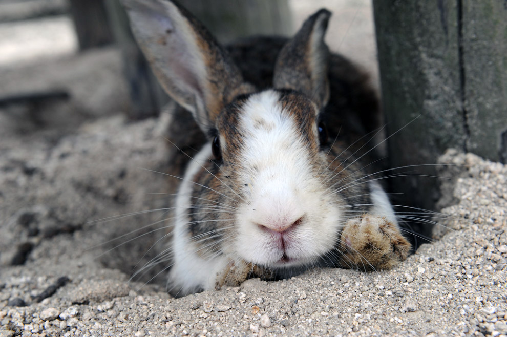 Тайны Острова кроликов в Японии