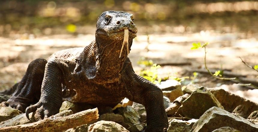 Места, где вас могут съесть (11 фото)