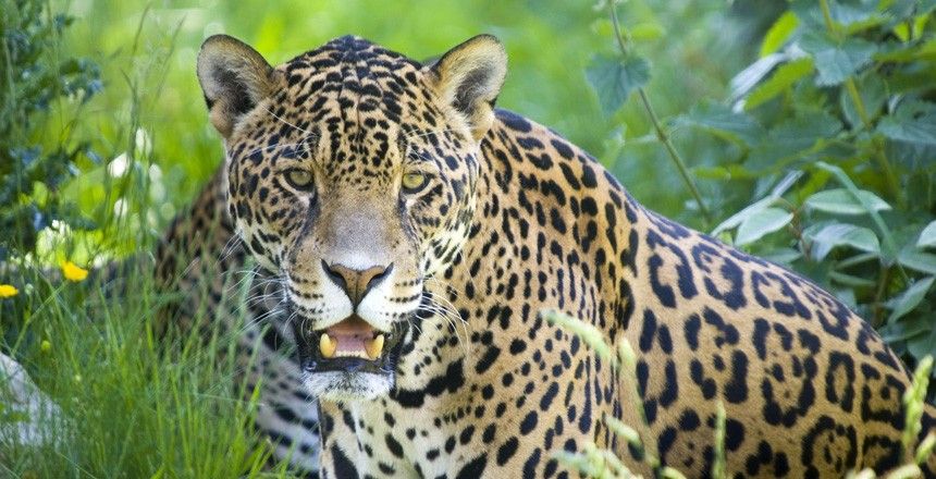 Места, где вас могут съесть (11 фото)