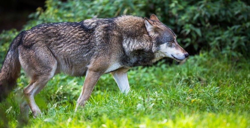 Места, где вас могут съесть (11 фото)