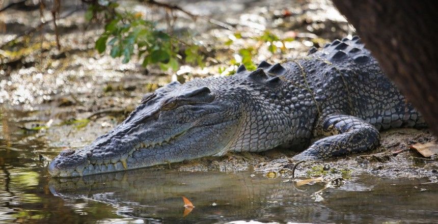 Места, где вас могут съесть (11 фото)