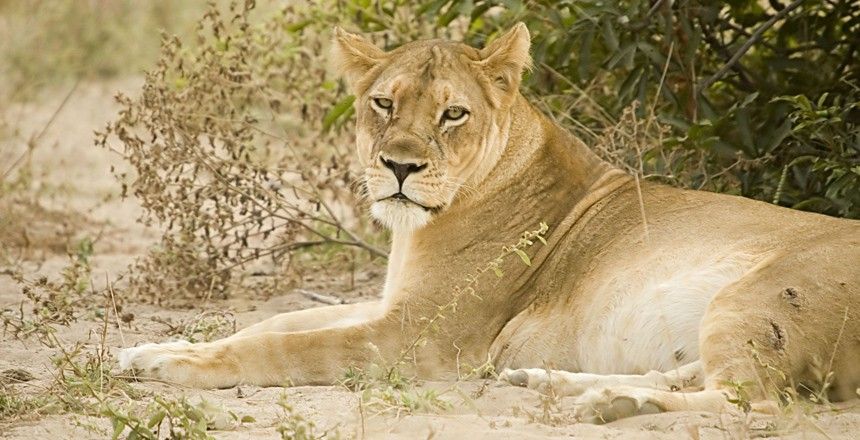 Места, где вас могут съесть (11 фото)