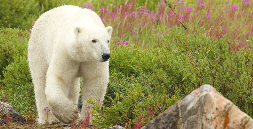 Места, где вас могут съесть (11 фото)