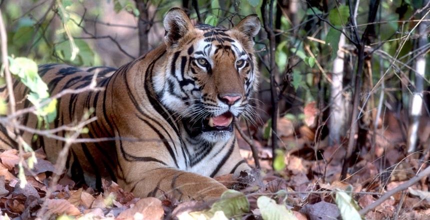 Места, где вас могут съесть (11 фото)