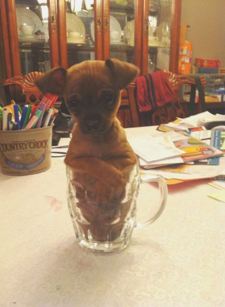 Прикольные картинки (50 фото)