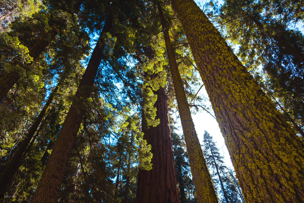 Национальный парк «Секвойя» в Калифорнии