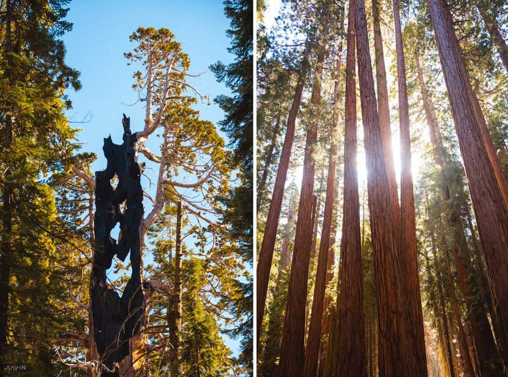 Национальный парк «Секвойя» в Калифорнии