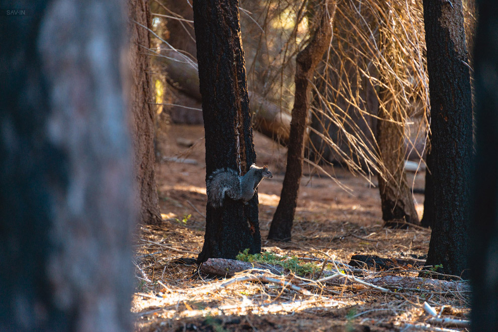 Национальный парк «Секвойя» в Калифорнии