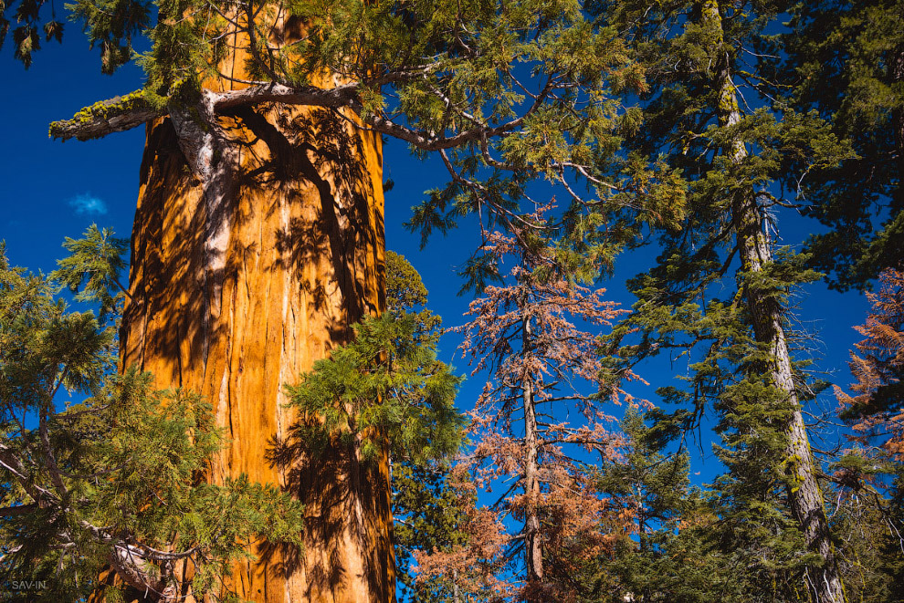 Национальный парк «Секвойя» в Калифорнии