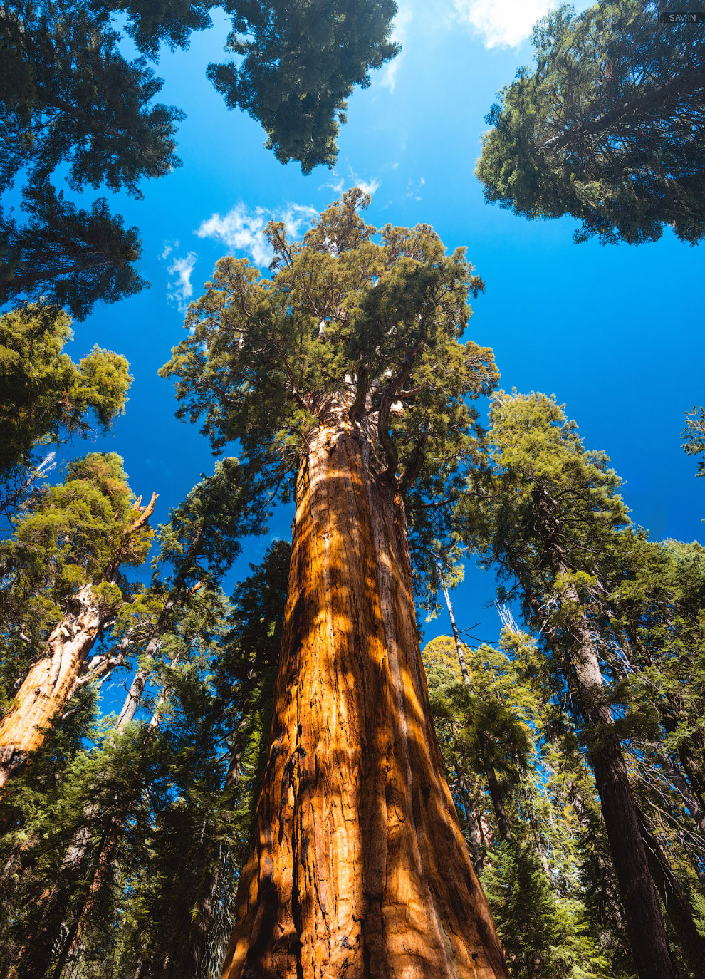 Национальный парк «Секвойя» в Калифорнии