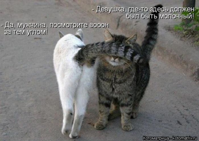 Лучшие котоматрицы недели