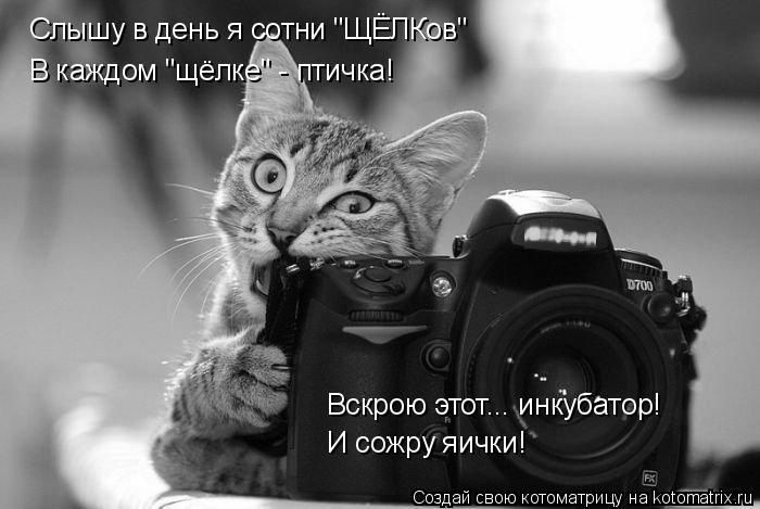 Лучшие котоматрицы недели