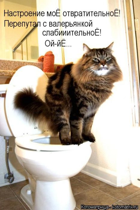 Лучшие котоматрицы недели