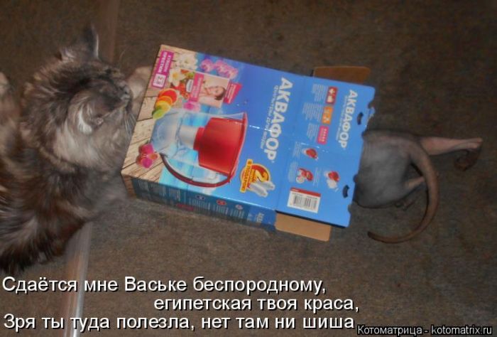 Лучшие котоматрицы недели